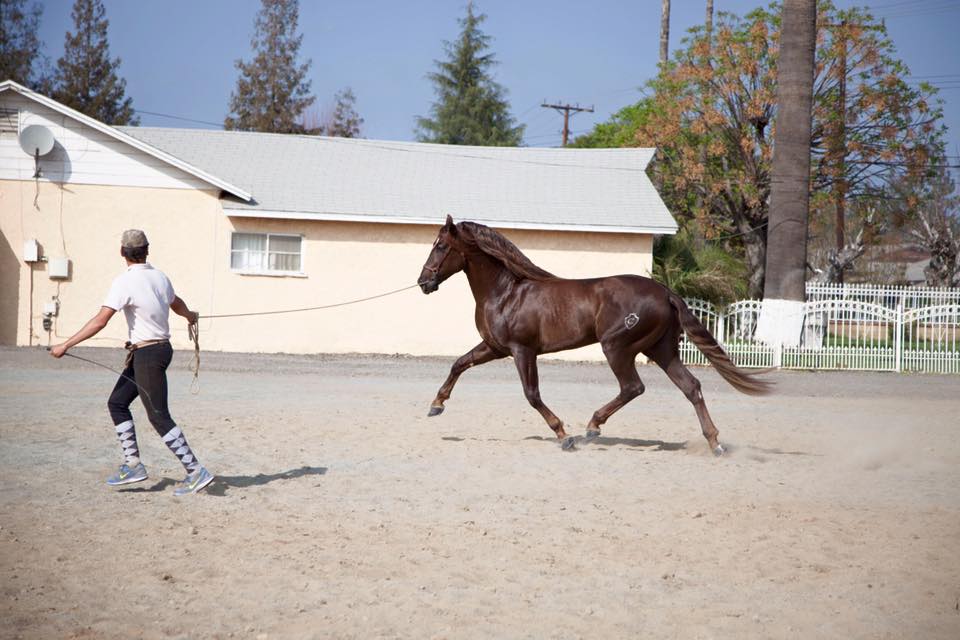 Horse Training Services in Ontario California - Placeres del Oro Ranch